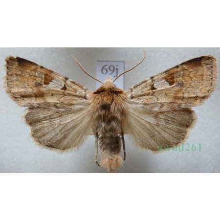 Diarsia mendica (Fabricius, 1775) Rolnica jagodówka Czech69j